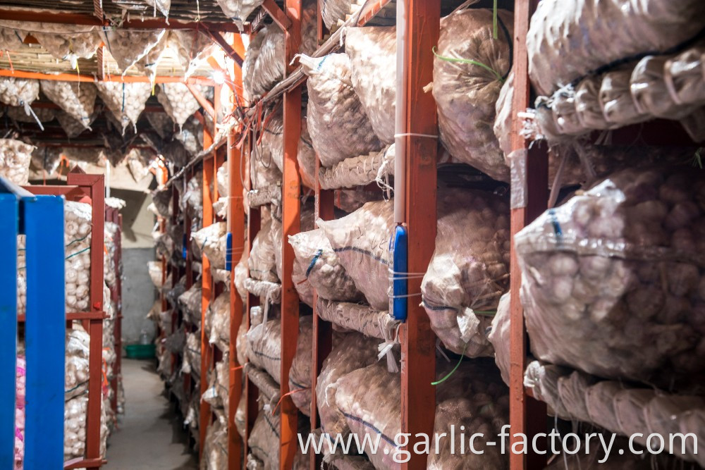 Factory Wholesale Fresh Garlic Price